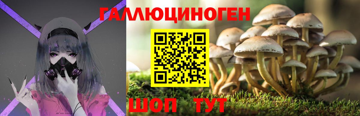 Галлюциногенные грибы Cubensis Салехард